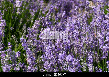 Hintergrund von Lavendelblüten. Lavendelbüsche im weichen Fokus. Voller floraler lila Rahmen. Farbenfroher Sommerhintergrund. Makrofotografie. Stockfoto