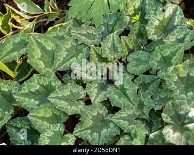 Eine Nahaufnahme der grün gemusterten Blätter des Cyclamen Hederifolium im Herbst Stockfoto