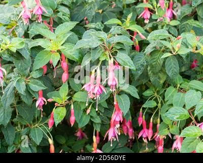 Die rosa hängenden Blüten der robusten Fuchsia Margaret Brown Vor dem Hintergrund des leuchtend grünen Laubes Stockfoto