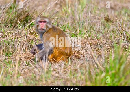 Rhesus Macaque, Macaca Mulatta, Royal Bardia National Park, Bardiya National Park, Nepal, Asien Stockfoto