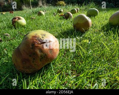 Eine Bodenansicht der Windfall Äpfel liegen auf Gras Im Sonnenschein hervorgehoben Stockfoto