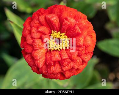 Eine Nahaufnahme einer einzelnen Blume der Tiefe Orange Zinnia Orange King mit funkelnden Wassertropfen bedeckt Stockfoto
