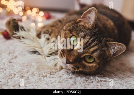 Braun gestreifte Katze liegen auf dem Boden. Nahaufnahme Porträt, Blick in die Kamera. Weihnachtsferien und Neujahr Konzept. Lichter Girlande auf Hintergrund. Stockfoto
