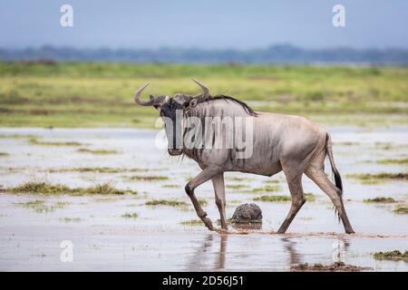 Ostweisse bärtige Gnus wandern in nassen Ebenen von Amboseli Blick auf die Kamera in Kenia Stockfoto