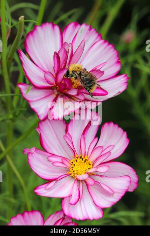 Hummel auf der rosa Kosmosblüte Stockfoto