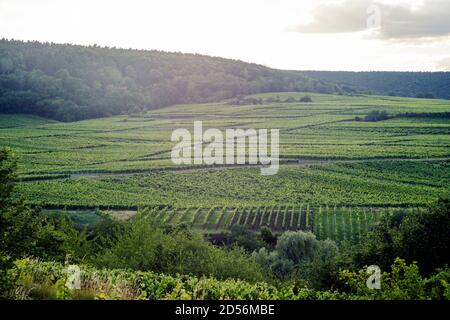 Weinberge bei Leistadt, Pfalz, Deutschland Stockfoto