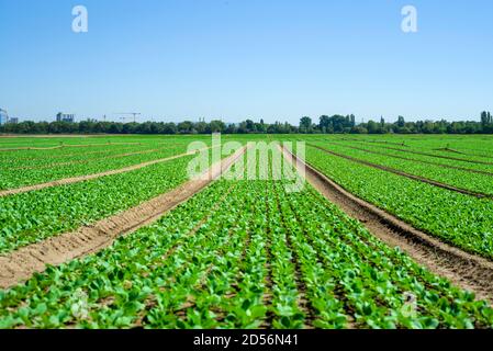 Salatfeld in der Pfalz Süddeutschland Stockfoto