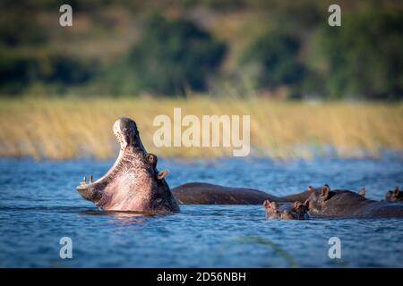 Junges Nilpferd mit offenem Mund, das zwischen seiner Schote steht In Chobe River in Botswana Stockfoto