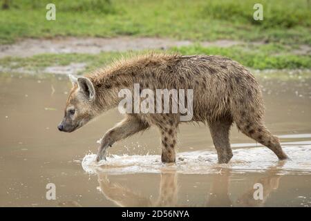 Erwachsene Hyäne, die durch braunes Wasser geht und wachsam in Ngorongoro aussieht Krater in Tansania Stockfoto