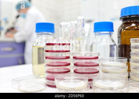 Selektiver Fokus des Stapels der Petrischale mit Agar und einem Wissenschaftler Mikrobiologe, der an einem Mikroskop auf der Rückseite arbeitet. Krankheit und medizinische Laborforschung. Stockfoto