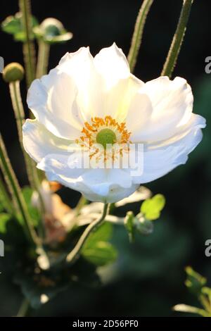 Weiße japanische Anemone Honorine Jobert im Herbst Garten Makro Stockfoto