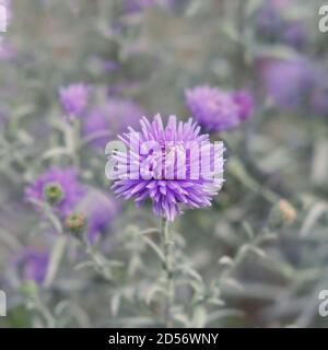 Selektiver Fokus auf violett-Lavendel Aster Alpinus oder blau Alpine Daisy auf verwackelten Herbstgarten Blumenbeet Hintergrund. Stockfoto