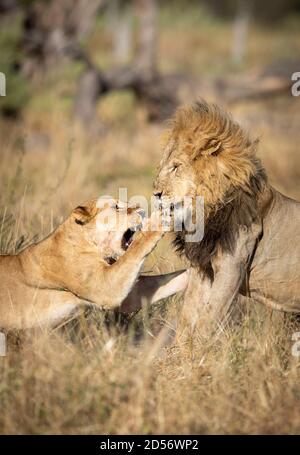 Löwe und Löwin kämpfen im trockenen Gras in Khwai Fluss im Okavango Delta in Botswana Stockfoto