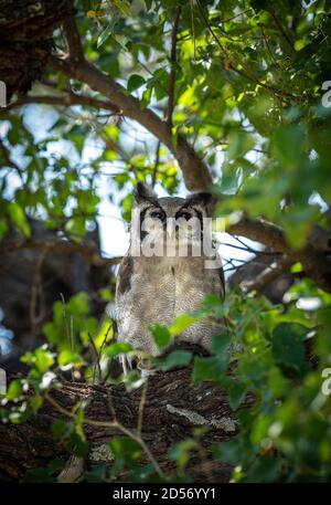 Der Adler von Verreaux sitzt in einem grünen Baum im Moremi Okavango Delta In Botswana Stockfoto