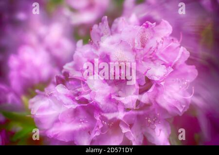 Schöne Fuchsia Rhododendron Blume. Selektiver Fokus und Hintergrundunschärfe. Frühling und Sommer Blumen für Tapeten Stockfoto