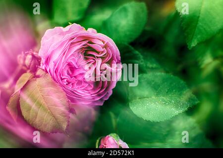 Eine Knospe einer rosa Gartenrose. Tau tropft auf Blumen und Blätter. Natürliches Grün verschwommener Hintergrund. Rosenbusch nach Regen. Abstrakte, natürliche Postkarte. Stockfoto