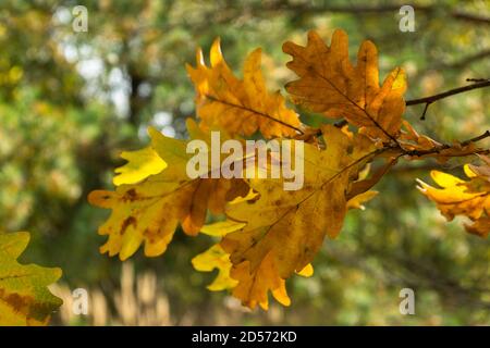 Herbstbäume. Gelbe Eichenblätter. Helle Jahreszeit des Jahres Stockfoto