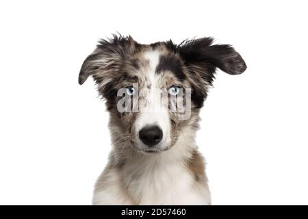 Porträt von Border Collie Puppy mit blauen Augen Blick auf Kamera auf isoliertem weißem Hintergrund Stockfoto