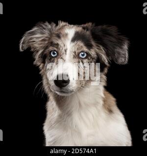 Porträt von Border Collie Puppy mit blauen Augen Blick auf Kamera auf isoliertem schwarzem Hintergrund Stockfoto