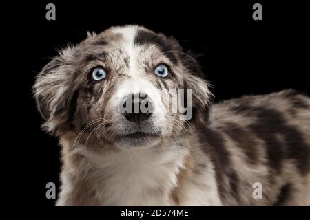 Funny Portrait of Border Collie Puppy Staunen Blick auf die Kamera Auf isoliertem schwarzen Hintergrund Stockfoto