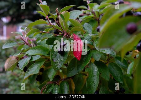 Schwarze Cotoneaster Beeren. Herbstblätter auf dem Busch. Stockfoto