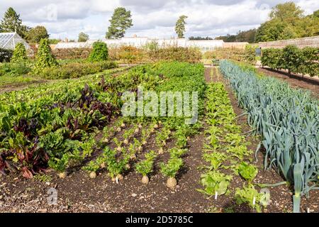 Gemüse wächst in der Walled Bio Kitchen Garden, Audley End House, Essex, England, Großbritannien Stockfoto