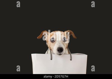 Hund mit Papiertüten bei Einkäufen Stockfoto