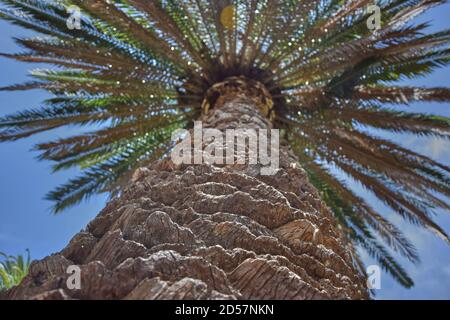 Low-Angle-Aufnahme einer Palme. Palmen in Teneriffa, Spanien. Stockfoto