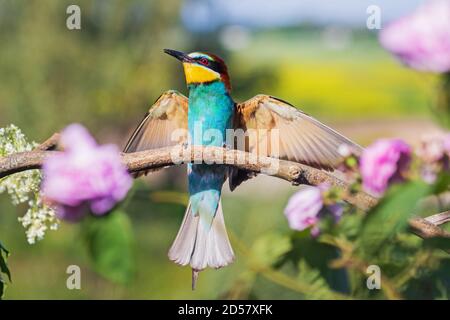 Schöner Paradiesvogel Bienenfresser spreizte seine Flügel Stockfoto