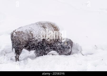 American Bison (Bison Bison) in der Regel in tiefen Schnee während Schneesturm, Yellowstone National Park, Wyoming, USA Stockfoto