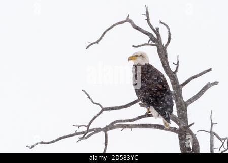 Bald Eagle (Haliaeetus leucocephalus) in toten Baum während Schneefall im Winter, Yellowstone Nationalpark, Wyoming, Montana, Vereinigte Staaten VON A THRONT Stockfoto