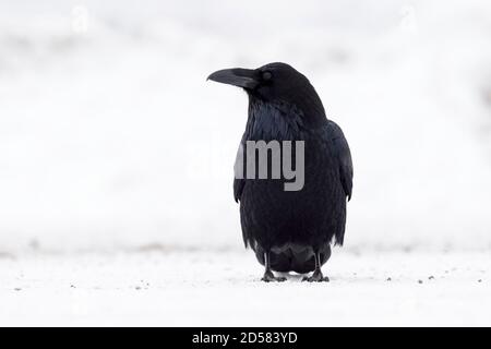 Common Raven (Corvus Corax) Wandern auf Schnee, Yellowstone Nationalpark, Wyoming, Vereinigte Staaten von Amerika. Stockfoto