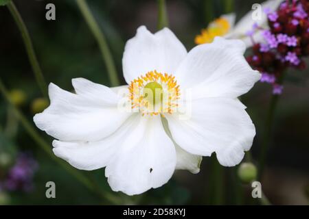 Weiße japanische Anemone Honorine Jobert im Herbst Garten Makro Stockfoto