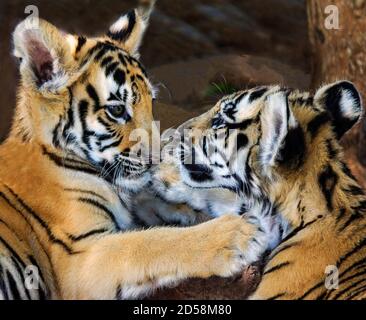 Nahaufnahme von zwei Tigerjungen, die in Südafrika spielen Stockfoto