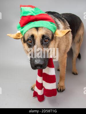 Porträt eines deutschen Schäferhundes mit gestreiftem Hut Und Schal Stockfoto