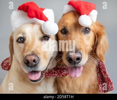 Porträt eines goldenen Retriever und labrador trägt Santa Hüte Und einen Schal Stockfoto