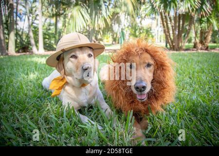 Labrador und Golden Retriever tragen Löwen- und Safari-Kostüme, Florida, USA Stockfoto