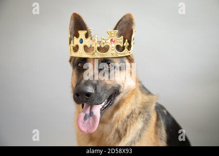 Porträt eines deutschen Schäferhundes mit Krone Stockfoto