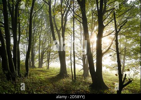 Brighton UK 13. Oktober 2020 - die Sonne fängt an, den Morgen abzubrennen Herbstnebel in den Wäldern am Devils Dike nördlich von Brighton als trockeneres, eher sesshaftes Wetter für später in der Woche in ganz Großbritannien prognostiziert wird : Credit Simon Dack / Alamy Live News Stockfoto