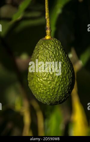 Ein Hass Avocado (Persea americana), der auf einem Baum in einem kommerziellen Obstgarten im Südosten von Queensland, Australien wächst. Bereit zu pflücken, aber nicht reif. Stockfoto