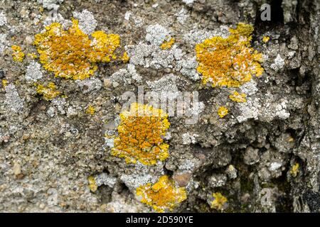 Orange Flechten oder Xanthoria parietina, wächst auf einem Steinausbiss. Stockfoto
