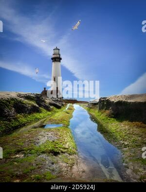 Möwen fliegen um Pigeon Point Lighthouse, Kalifornien, USA Stockfoto