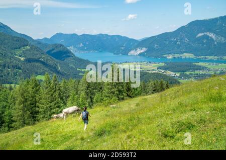 Frau beim Wandern an weidenden Kühen beim Wolfgangsee, Salzkammergut, Salzburg, Österreich Stockfoto