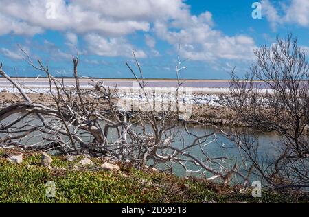 Trockene Bäume für das farbige Wasser an den Salzpfannen Auf Bonaire Stockfoto