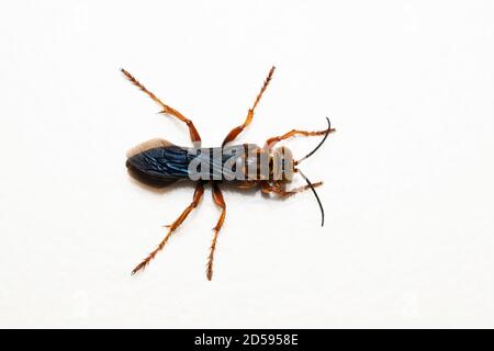 Dorsal der roten Spinnenwespe, Leptodailepis cameroni, Satara, Maharashtra, Indien Stockfoto