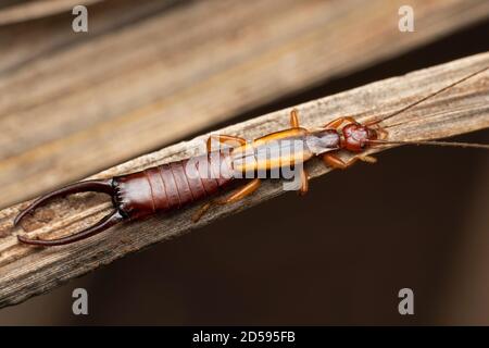 Europäische Earwig, Forficula auricularia, Satara, Maharashtra, Indien Stockfoto