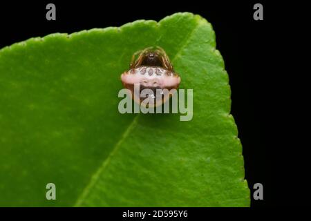 Weibliche Grass Schmuckspinne, Cyrtarachne ixoides, Satara, Maharashtra, Indien Stockfoto