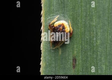 Männliche Grass Schmuckspinne, Cyrtarachne ixoides, Satara, Maharashtra, Indien Stockfoto