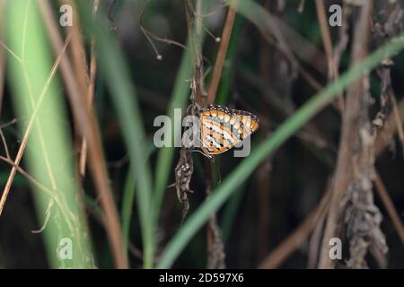 Getupfter Joker Butterfly, Byblia ilithyia, Satara, Maharashtra, Indien Stockfoto