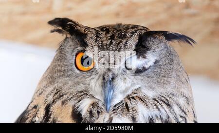 Eurasian Eagle Owl - Bubo bubo, mit einem Auge geschlossen. Stockfoto